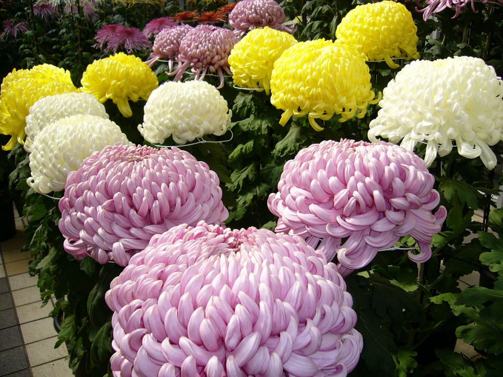 Chrysanthemum - A Mosquito Repellent Plant