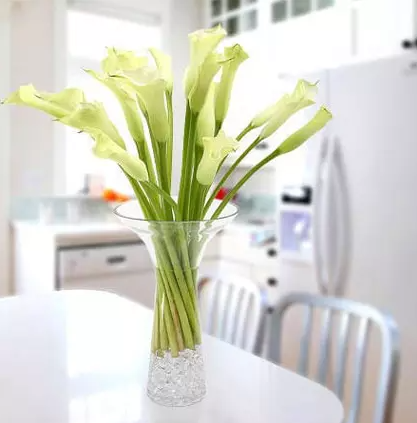 Peace Lily