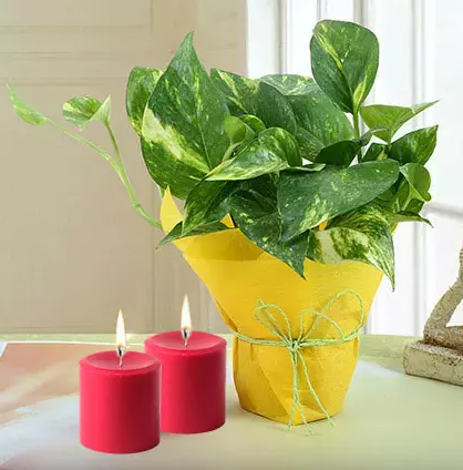 Money plant uae