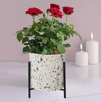 Indoor Plants