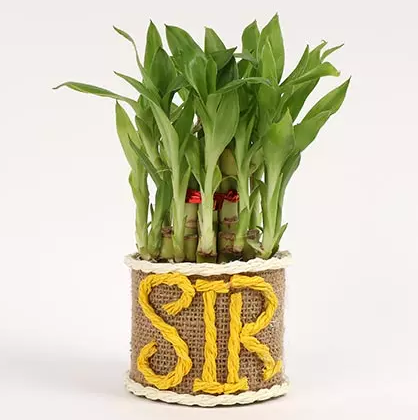 plant dubai