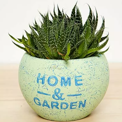 Snake Plant UAE