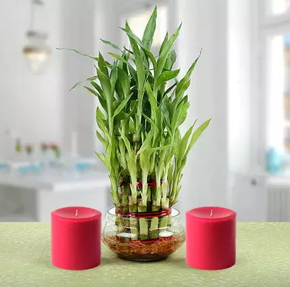 Three Layer Lucky Bamboo