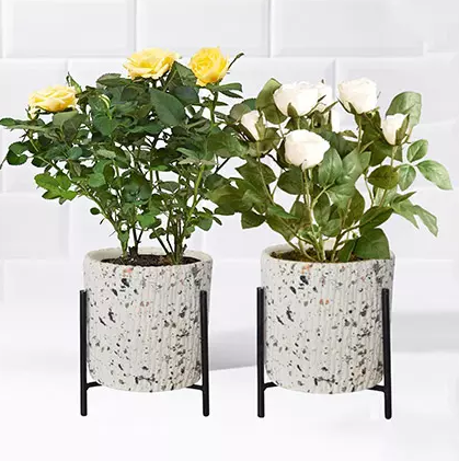 Yellow and white rose plant