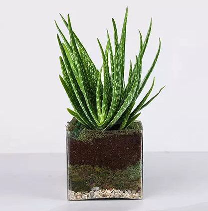 Aloe Vera
