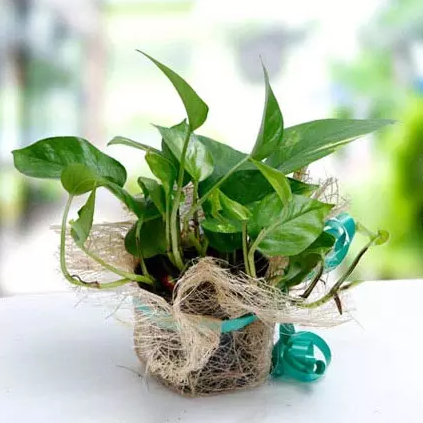 Money Plant
