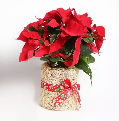 Poinsettia Plants