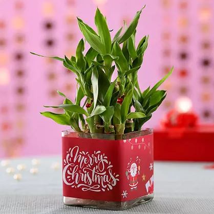 Christmas Good Luck Bamboo Plant