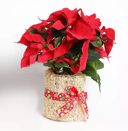 Poinsettia Plants