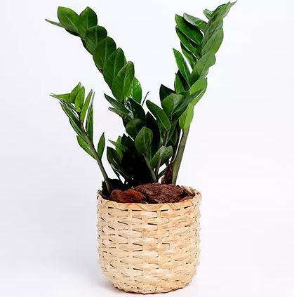 Indoor Plants