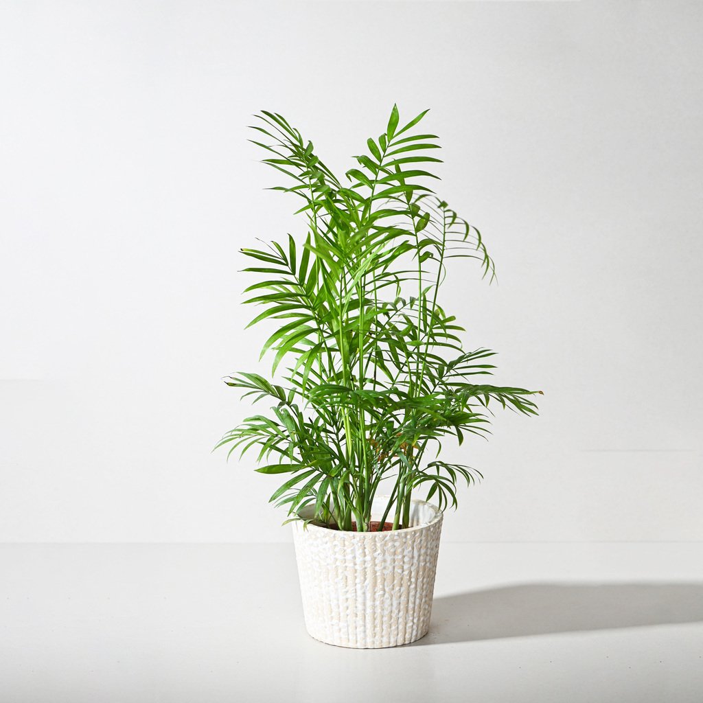 Bamboo Palm