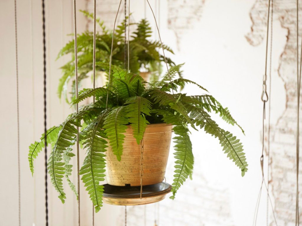 Fern Plant