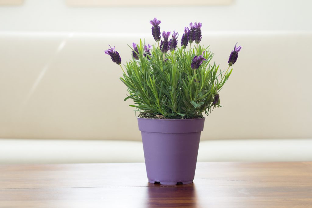 lavender plant