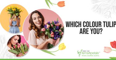 Which Color Tulip Are You?