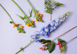 Larkspur