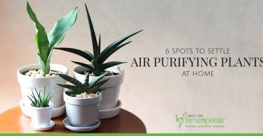 6 Spots to Settle Air-Purifying Plants at Home