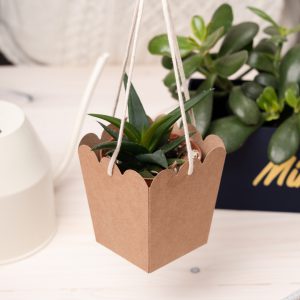Plant Pot