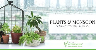 Plants & monsoon: 3 Things to keep in mind