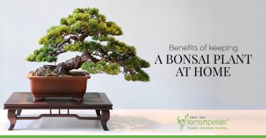 Benefits of keeping a bonsai plant at home