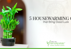 5 Housewarming Gifts that Bring Good Luck