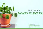 How to Grow Money Plant Faster