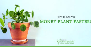 How to Grow Money Plant Faster
