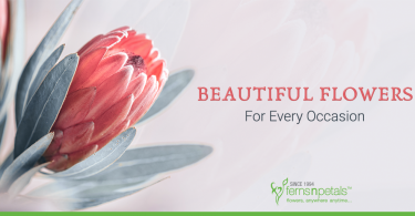 Beautiful-Flowers-For-Every-Occasion