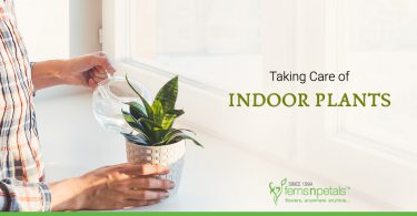 How to Keep your Indoor Plants Healthy and Good Looking?