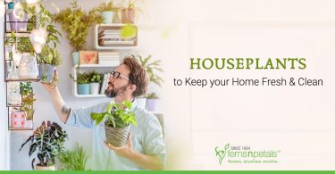 Houseplants-to-Keep-your-Home-Fresh-&-Clean