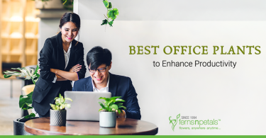 Best-Office-Plants-to-Enhance-Productivity