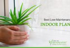 Best-Low-Maintenance-Indoor-Plants