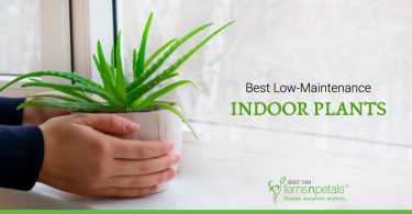 Best-Low-Maintenance-Indoor-Plants