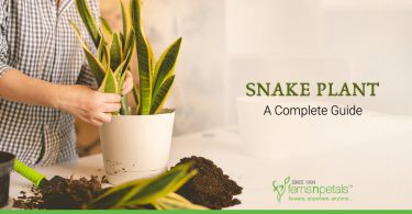 Snake-Plant-Guide
