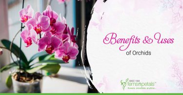 Benefits-&-Uses-of-Orchids