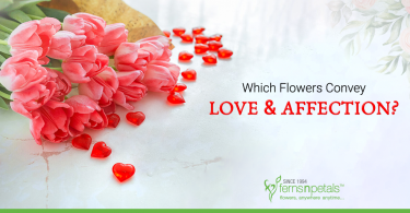 Which-Flowers-Convey-Love-and-Affection
