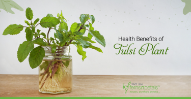 Health-Benefits-of-Tulsi-Plant