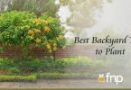 Best-Backyard-Trees-to-Plant
