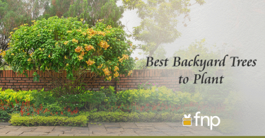Best-Backyard-Trees-to-Plant