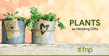 Plants as wedding gifts