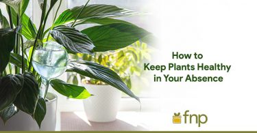 Plants' Health
