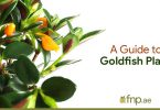 Goldfish Plant