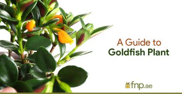Goldfish Plant