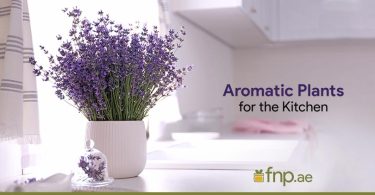 Aromatic Plants for the Kitchen