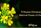 Tribulus-Omanense
