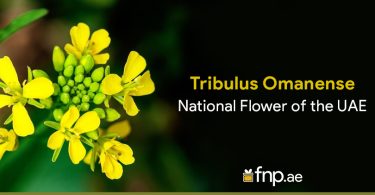 Tribulus-Omanense