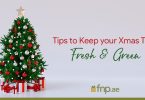 How to Keep Your Xmas Tree Fresh & Green