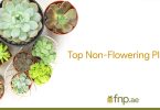 Non-Flowering Plants