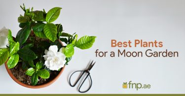 Best plants for a moon garden