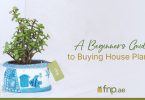 How to Buy Houseplants