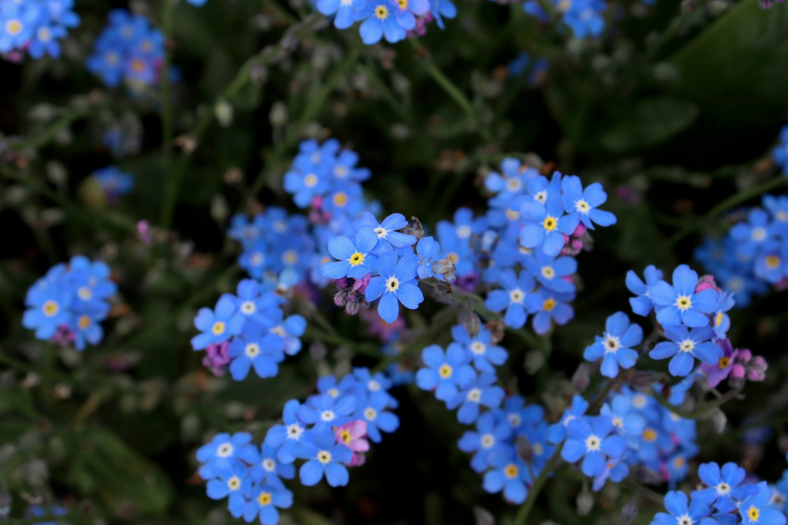 Forgot me nots flowers
